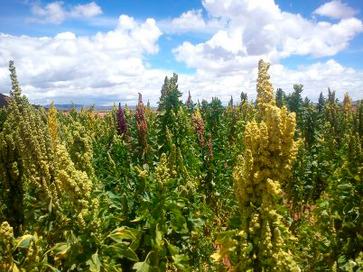 IDEPRO atendió a más de 28 mil pequeños productores y MyPEs en los últimos 10 años